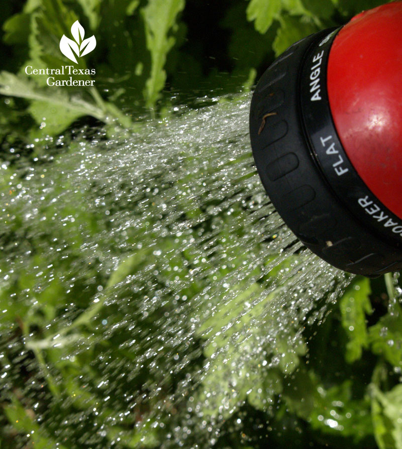 fungal disease watering at night 