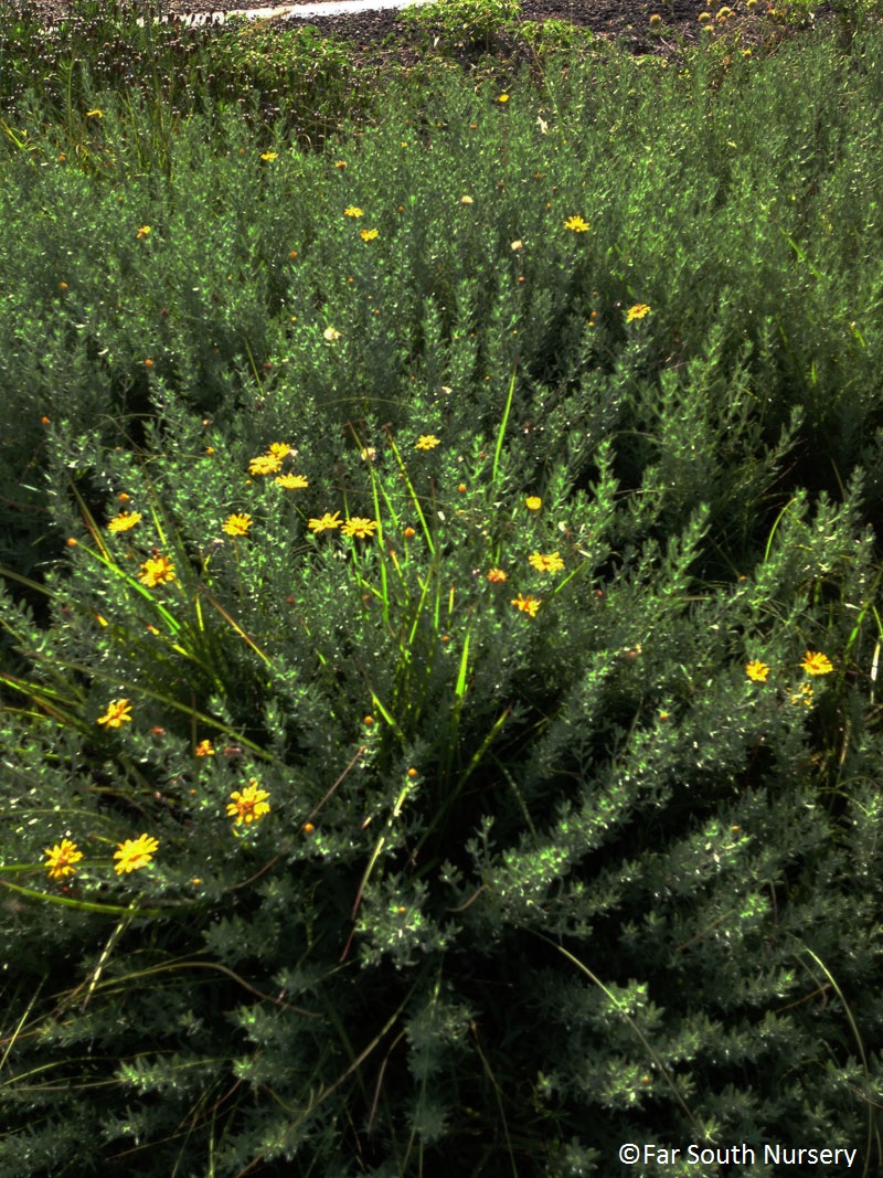 Gray golden-aster (Heterotheca canescens) 