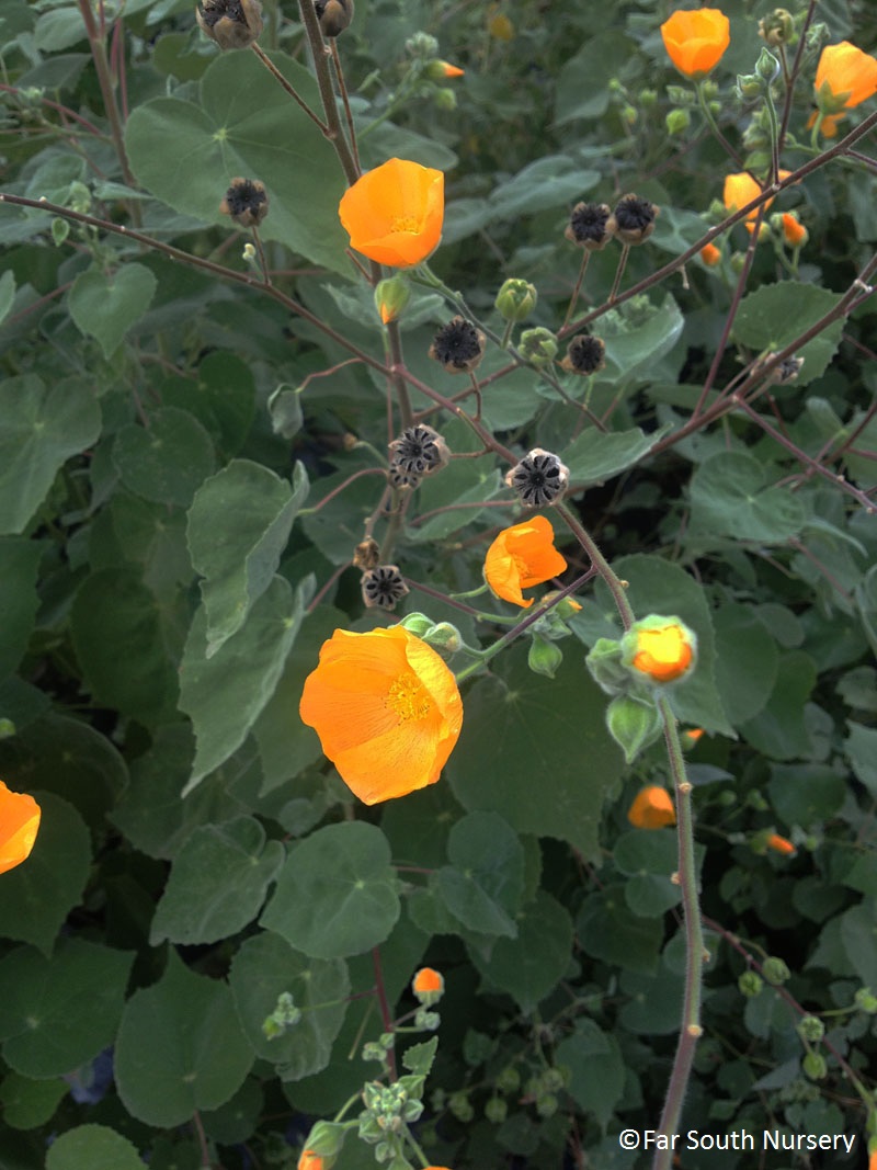 Indian Mallow Abutilon palmeri Central Texas Gardener 