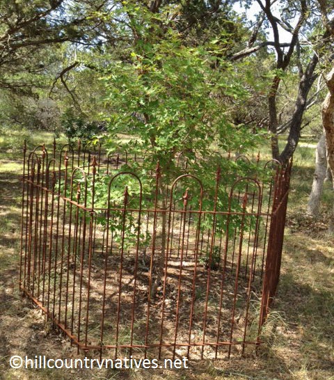 Bigtooth maple deer fence Hill Country Natives