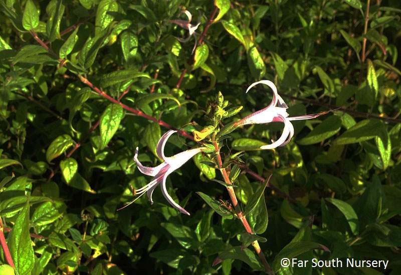 Anisacanthus puberulus Central Texas Gardener 