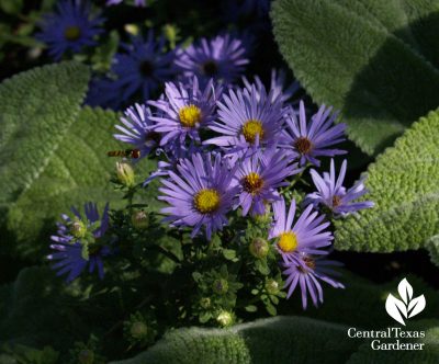 Fall purple aster and 'Helen von Stein' lamb's ears