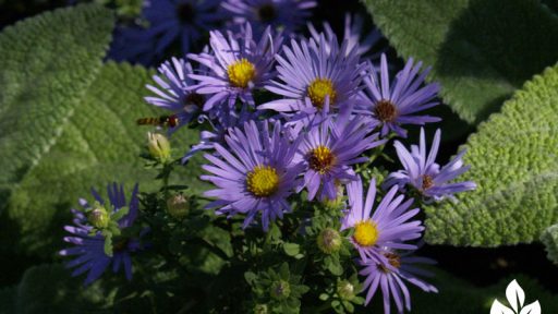 Fall purple aster and 'Helen von Stein' lamb's ears