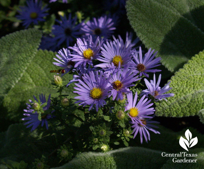 Fall purple aster and 'Helen von Stein' lamb's ears 