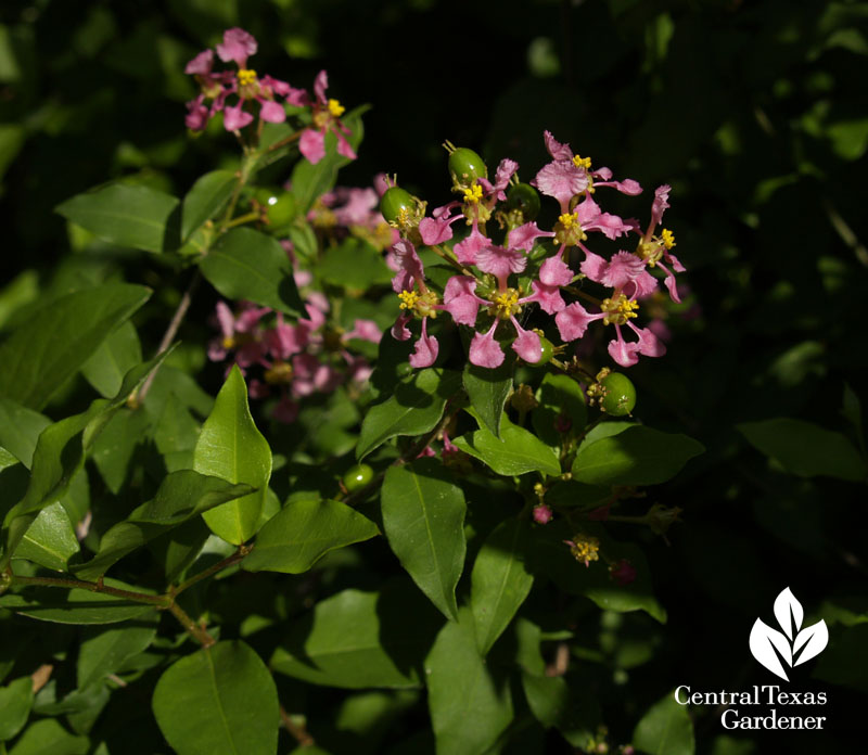 Barbados cherry Malpighia glabra flowers and green fruit 