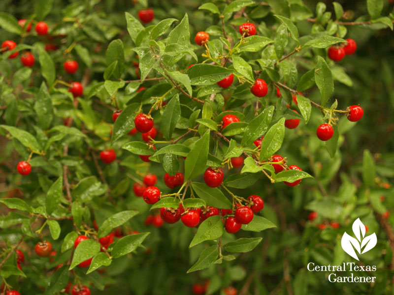 Barbados cherry Malpighia glabra ripe fruits