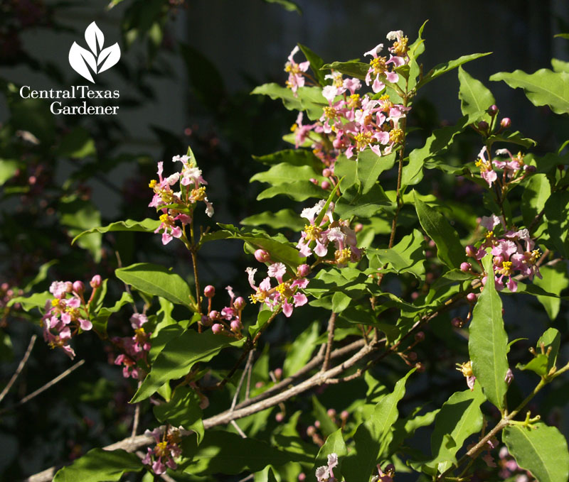 Barbados cherry flowers