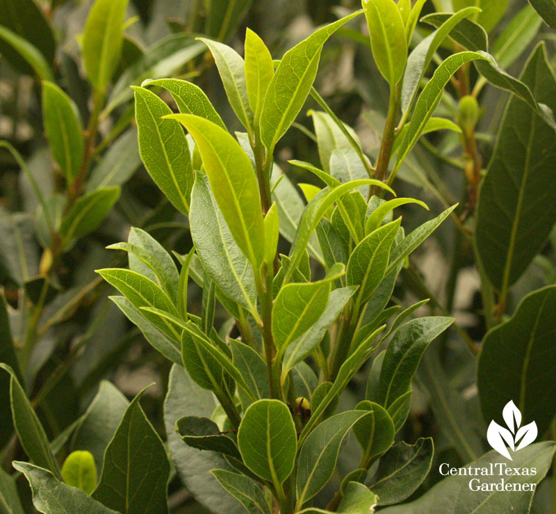 bay laurel leaf bay laurel leaf