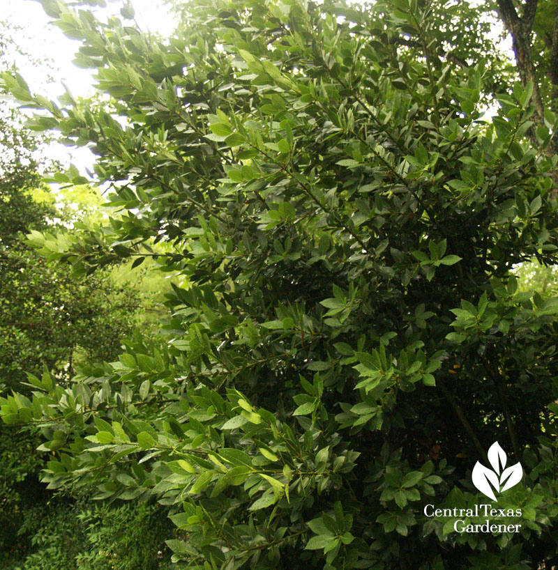 bay laurel hedge