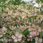 Blanco crabapple flowers Bamberger Ranch