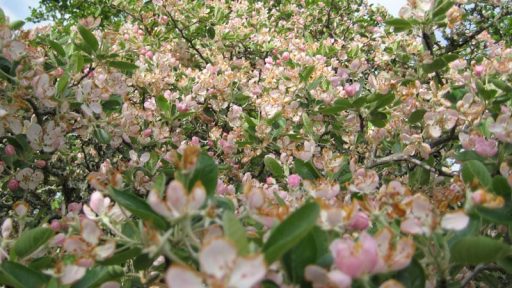 Blanco crabapple flowers Bamberger Ranch