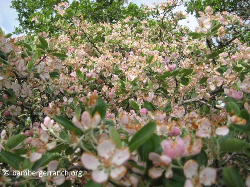 Blanco crabapple flowers Bamberger Ranch