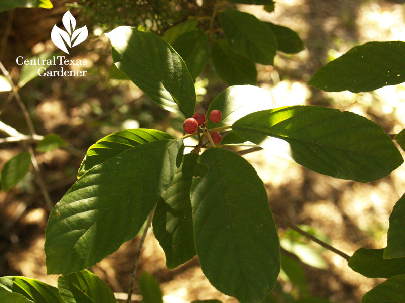 Carolina buckthorn Liberty Hill Texas