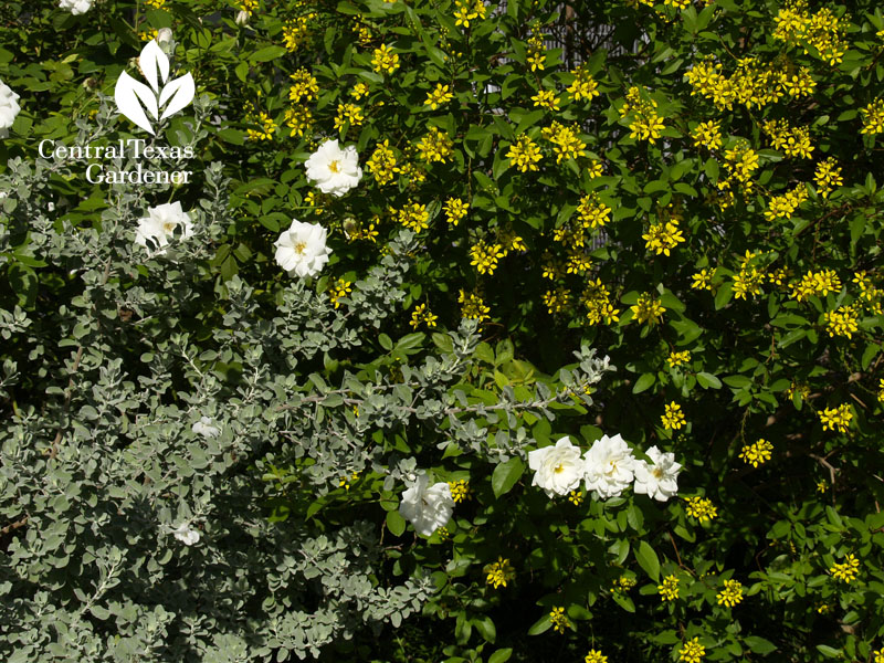 White blooming cenizo, Iceberg rose, thryallis 