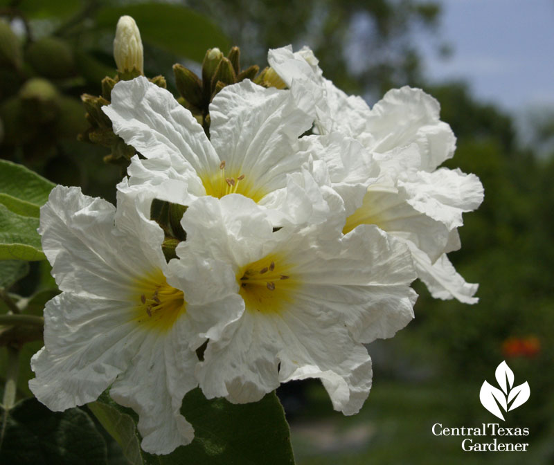 Mexican olive Cordia boissieri flowers