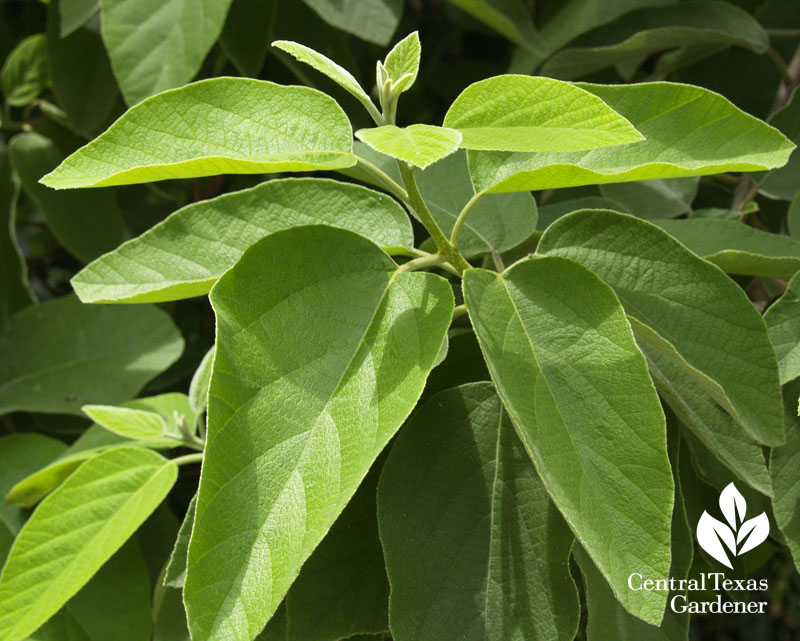 Mexican olive Cordia boissieri leaves