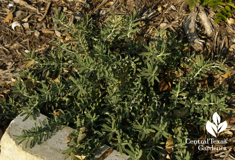 Creeping germander Teucrium cossonii