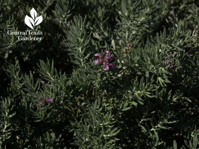 Creeping germander Teucrium cossonii flower