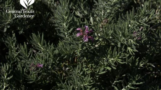 Creeping germander Teucrium cossonii flower