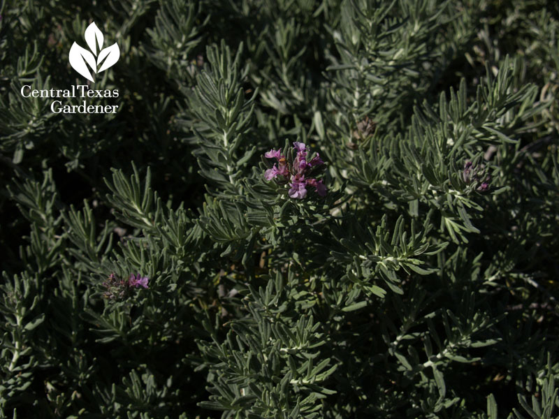 Creeping germander Teucrium cossonii flower 