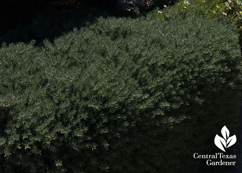 Creeping germander Teucrium cossonii Shoal Creek Nursery