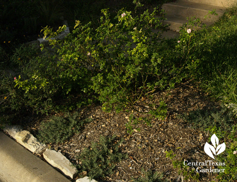 Creeping germander with The Fairy rose