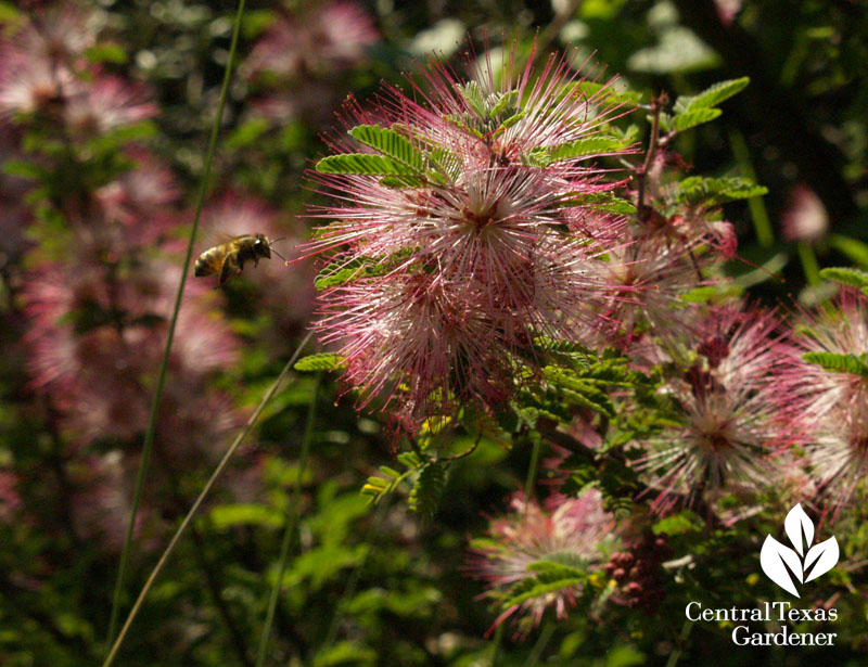 Pink fairy duster (Calliandra eriophylla) bee