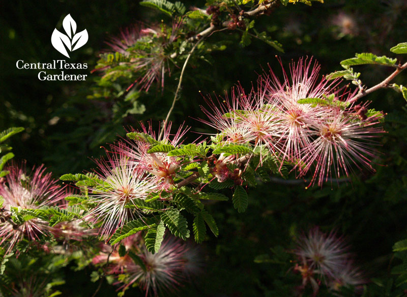 Pink Fairy Duster