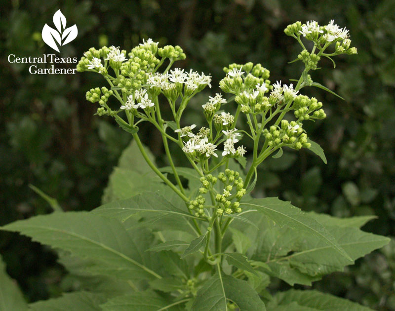 Frostweed flowers