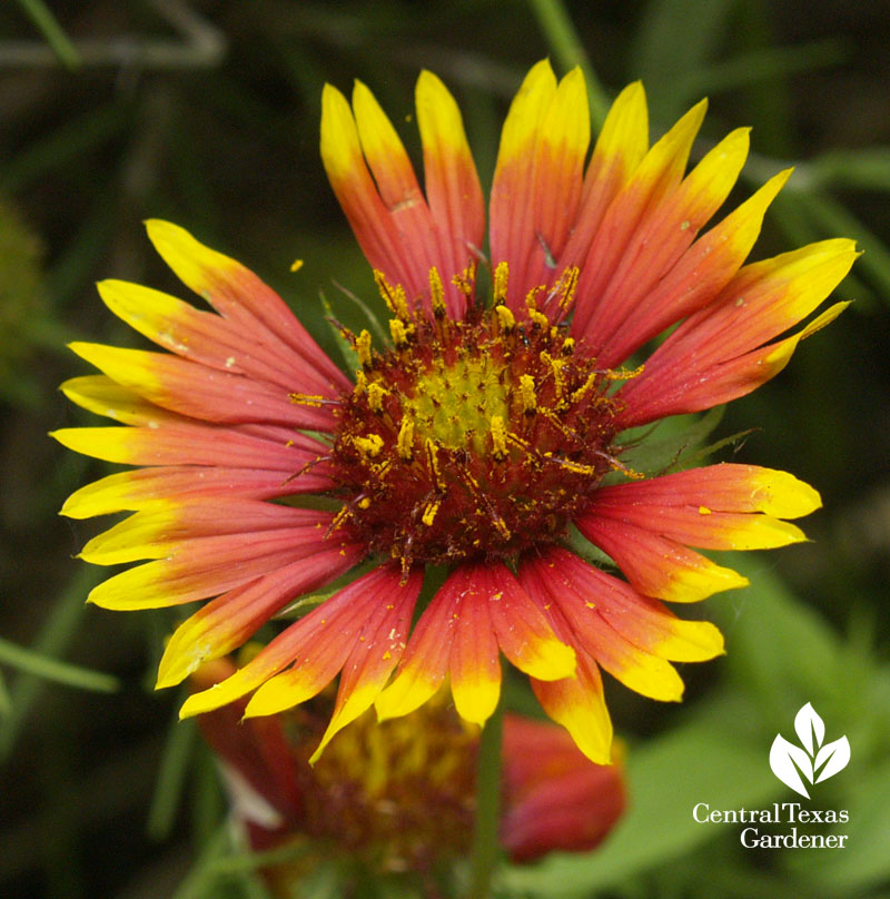 Indian blanket Gaillardia pulchella