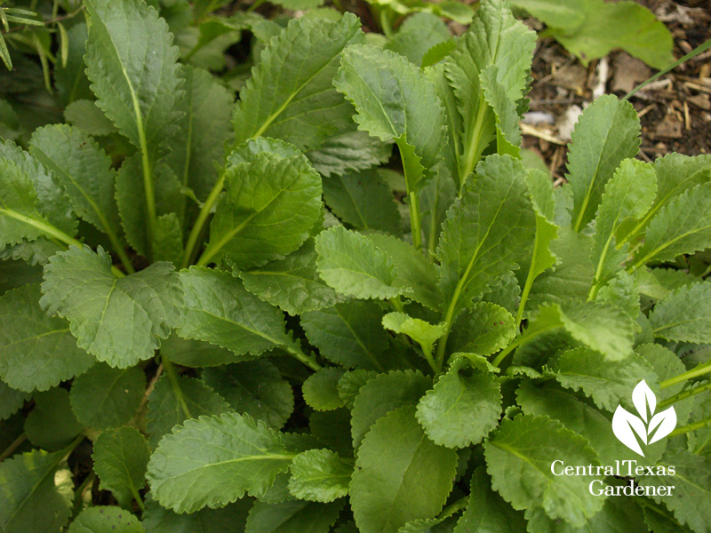 Golden groundsel packera obovata foliage Golden groundsel packera obovata foliage
