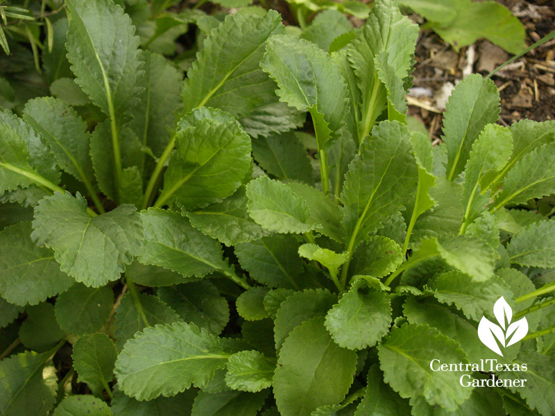 Golden groundsel packera obovata foliage