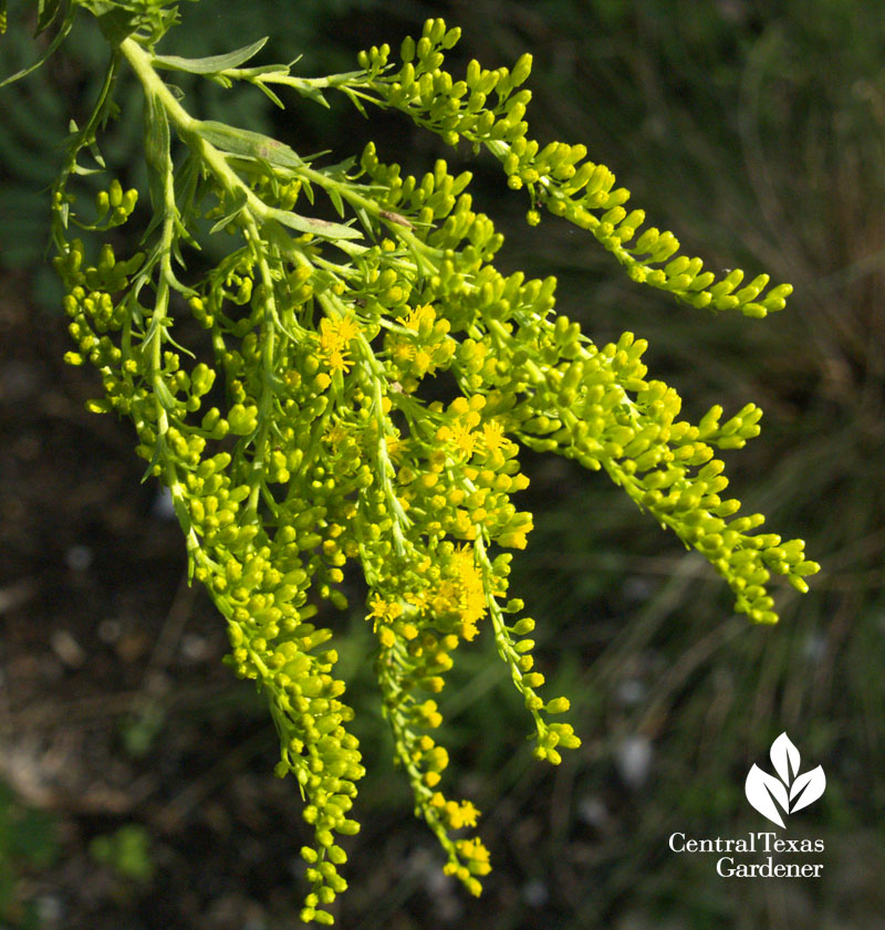 goldenrod Central Texas