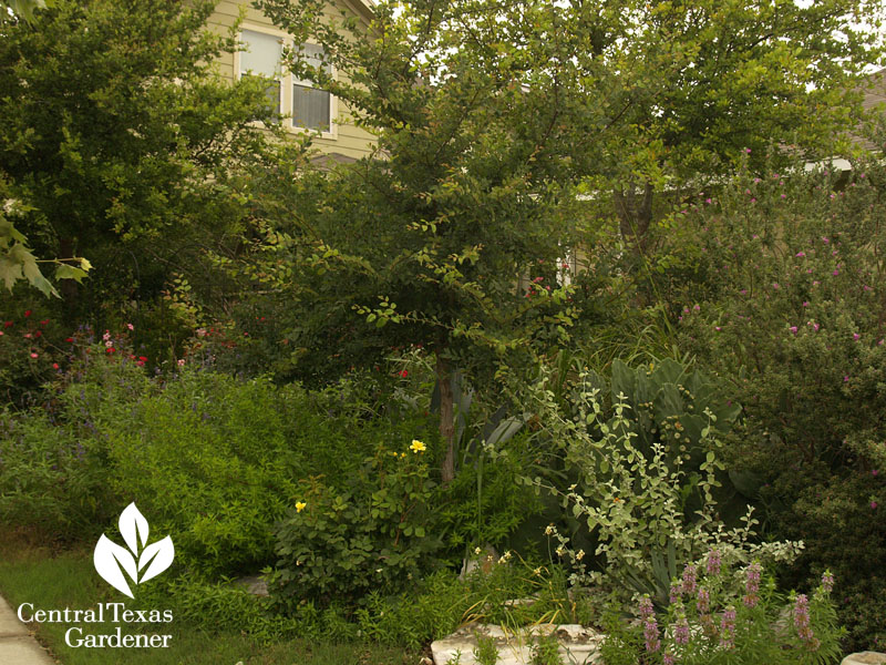 Native plant garden Kyle Texas 