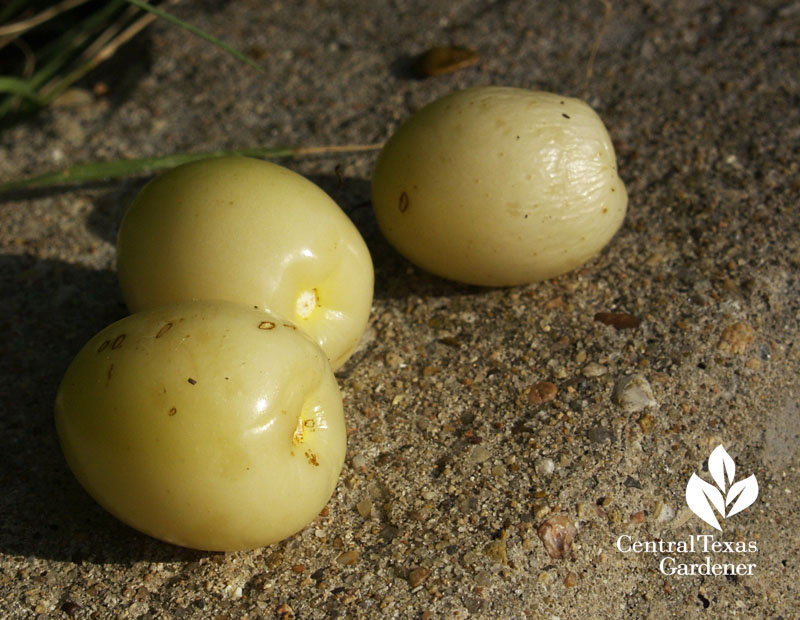 Mexican olive Cordia boissieri fruits