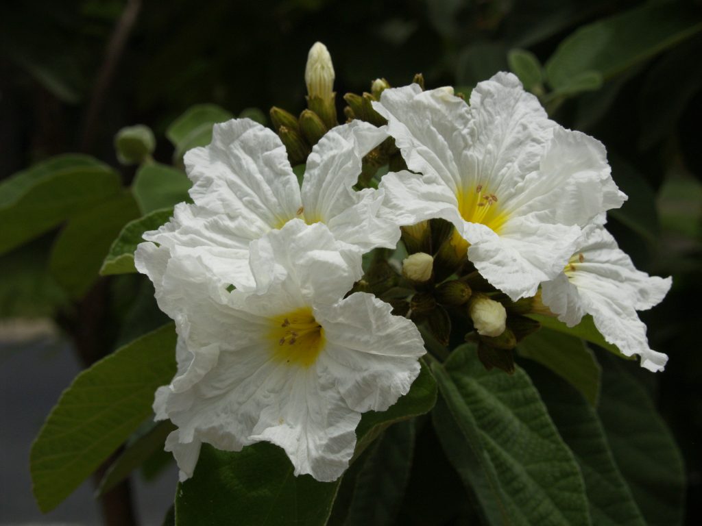 Mexican Olive Central Texas Gardener