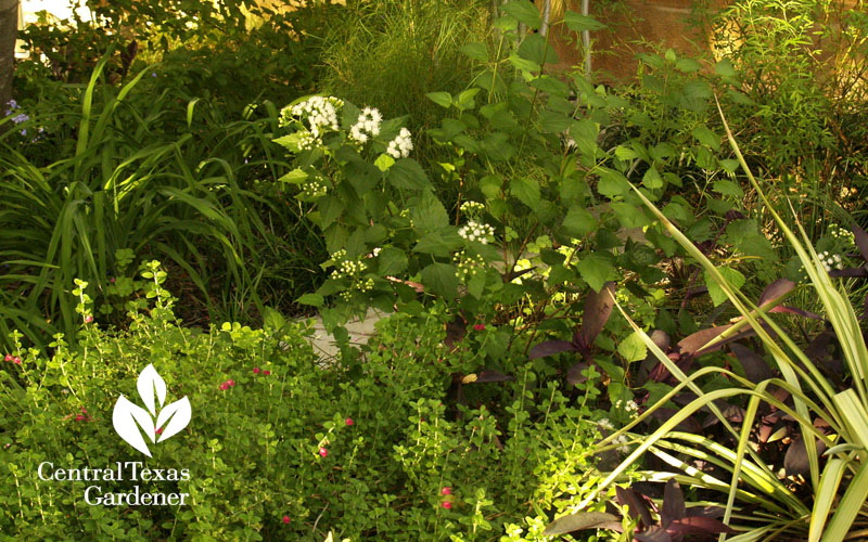 white mistflower yucca 'Margaritaville' pink skullcap, dayliles 