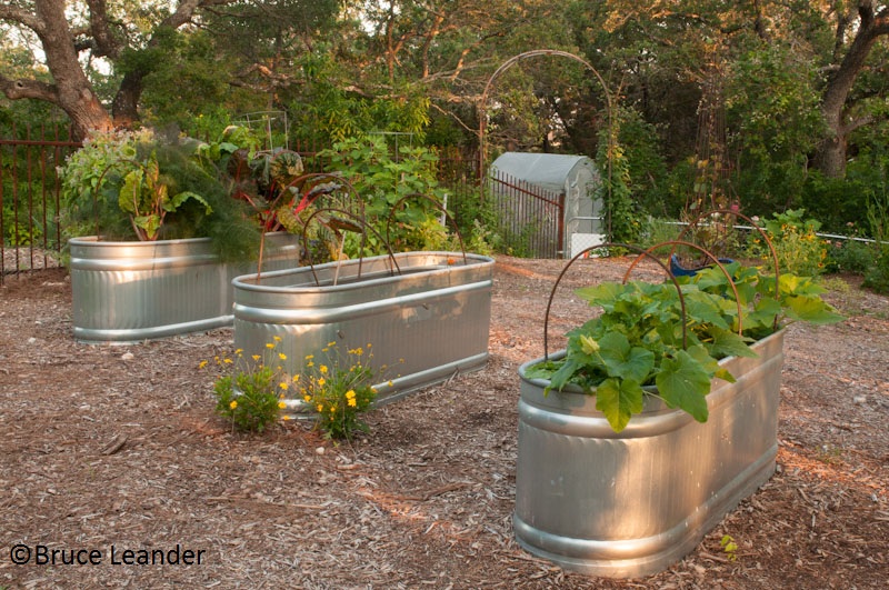 Stock tank vegetable beds Travis County Master Gardeners