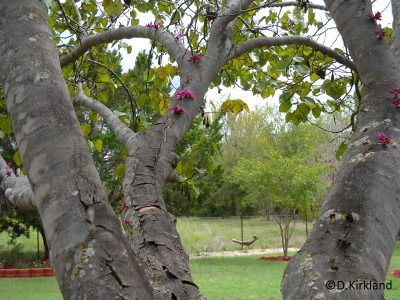Redbud tree blooming in fall