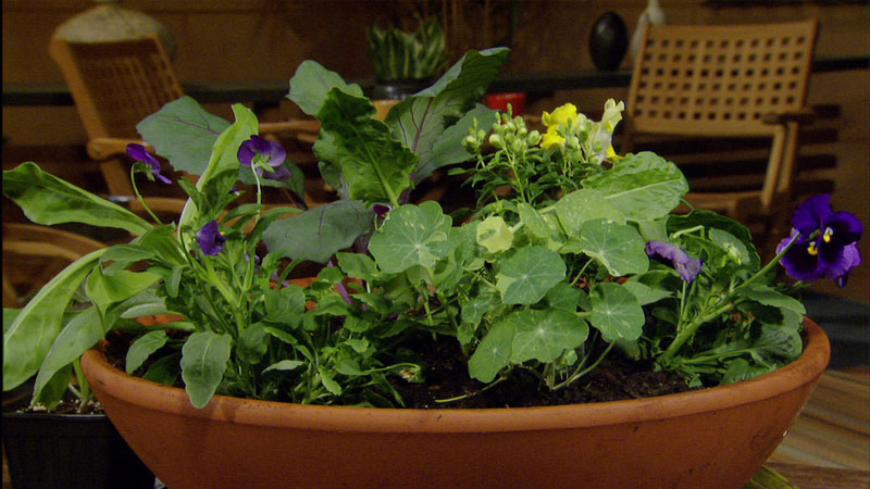 edible container gardens edible container gardens