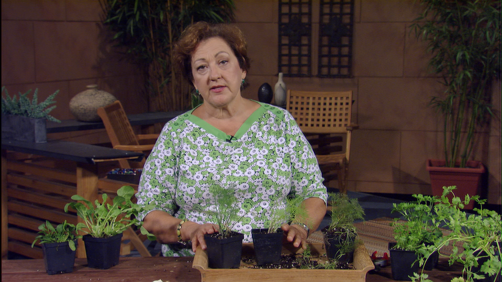 Winter herbs Trisha Shirey Winter herbs Trisha Shirey