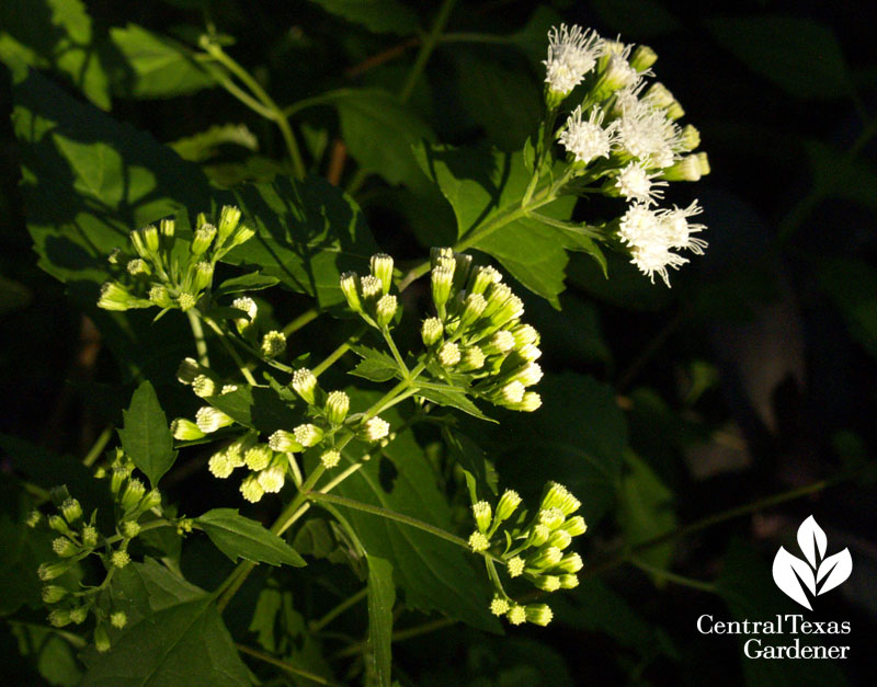 White mistflower Ageratina havanensis
