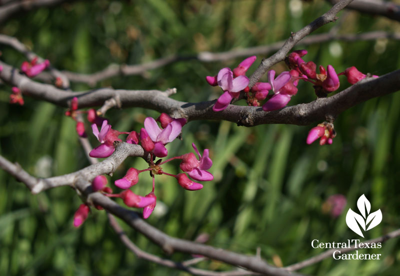 Mexican redbud flower