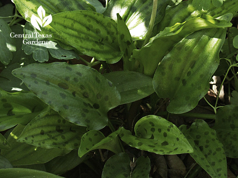 African hosta Drimiopsis maculata