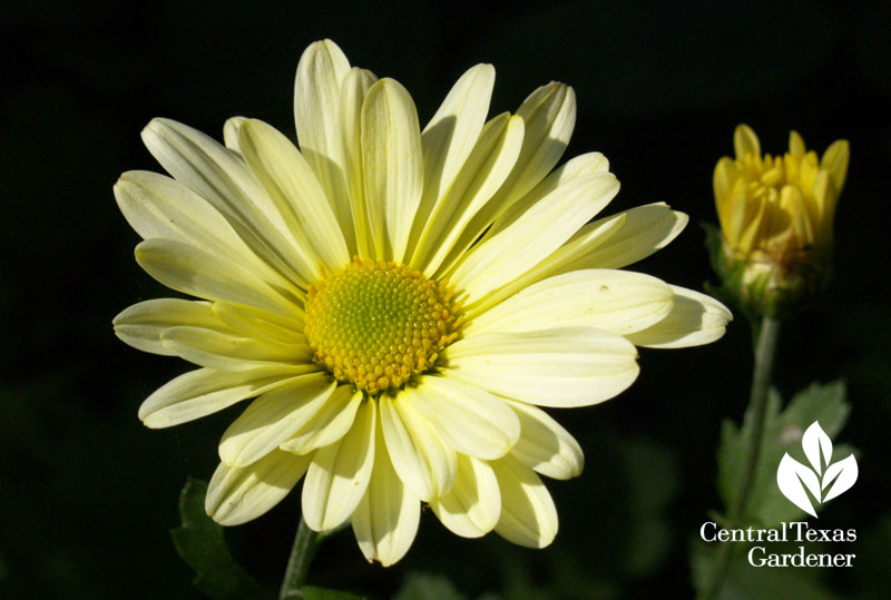 Butterpat chrysanthemum