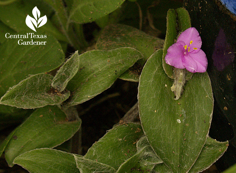 Cobweb spiderwort flower 