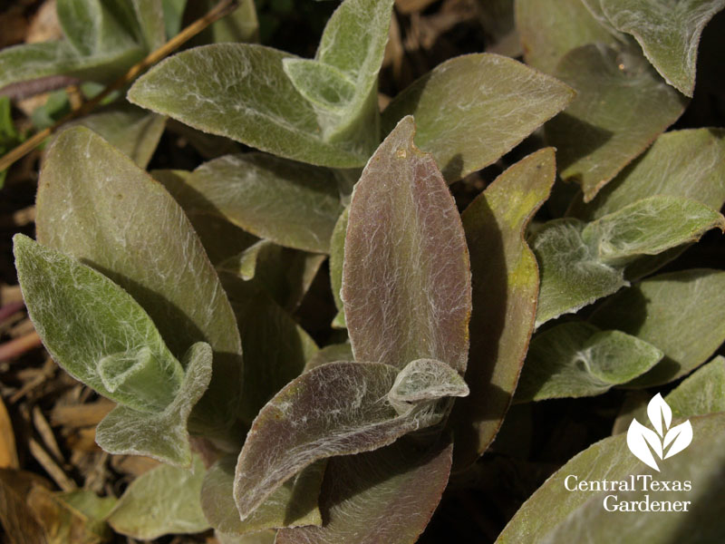 Cobweb spiderwort Tradescantia sillamontana