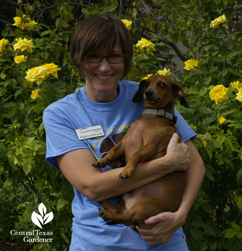 Daphne Richards, Augie, Grandma's Yellow rose 