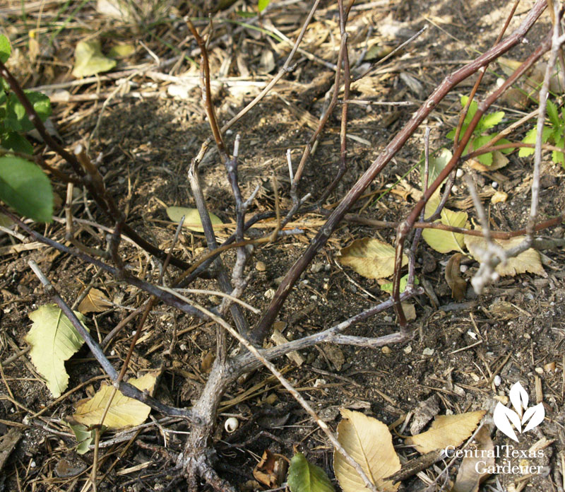 garden mistake garden mistake