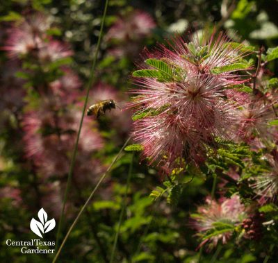 Pink fairy duster and bee